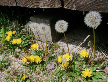 tanpopo.jpg