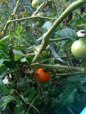 tomato.jpg