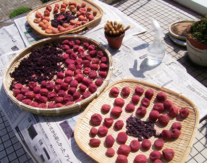 ume2.jpg