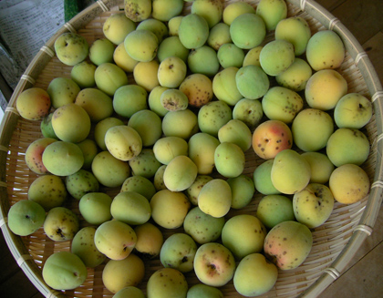 ume3.jpg